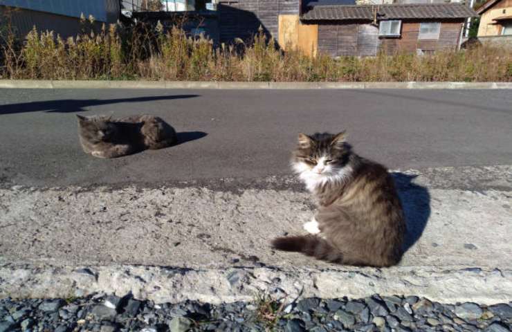 Tashirojima