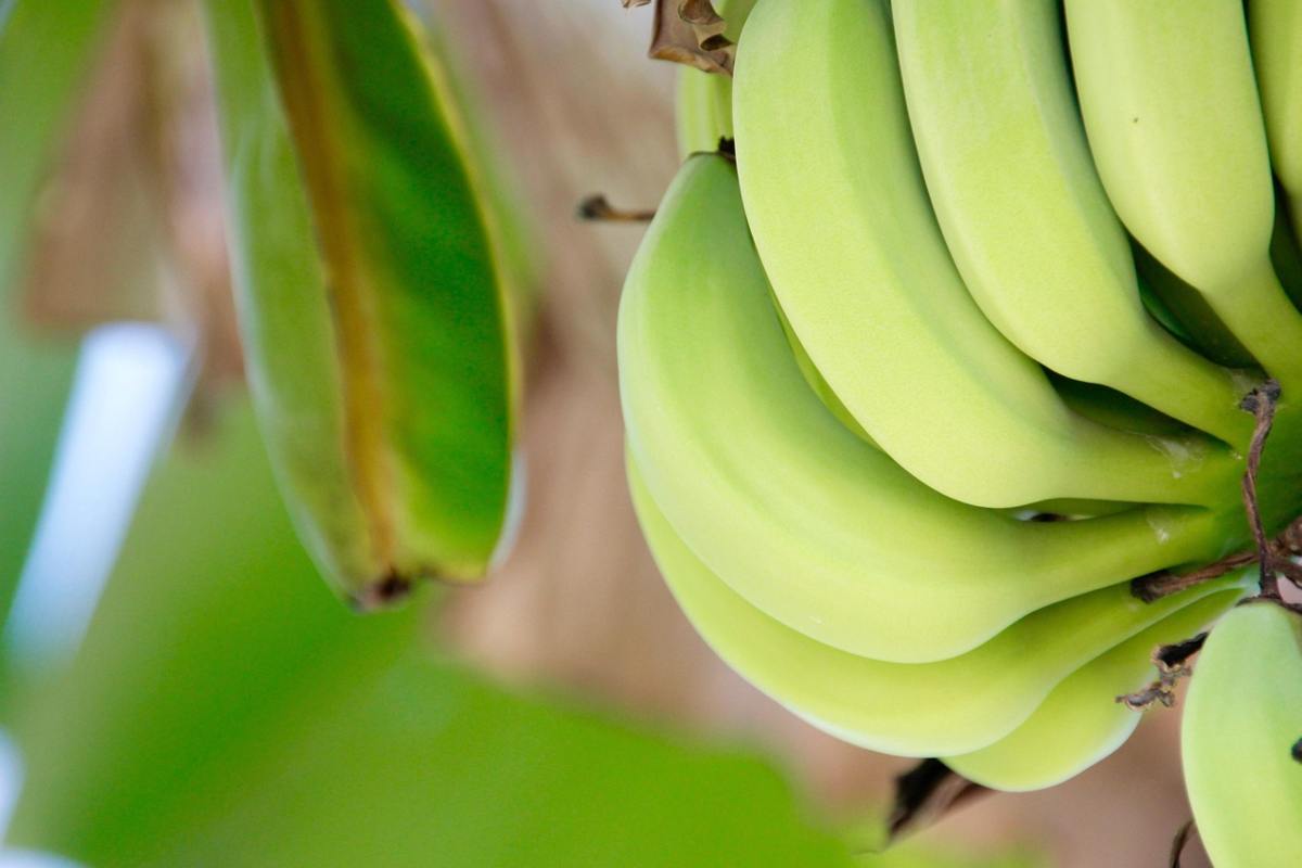 Un rimedio geniale nascosto nella buccia di banana