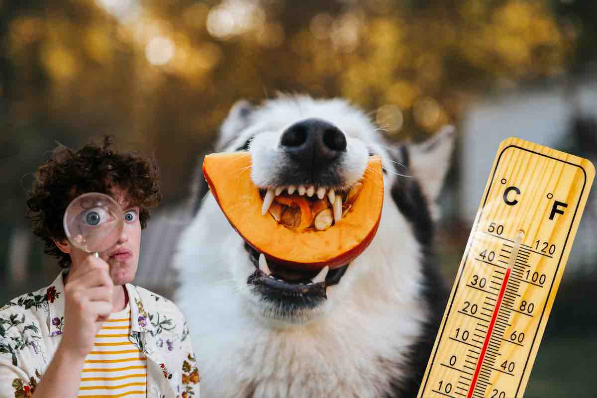 Caldo